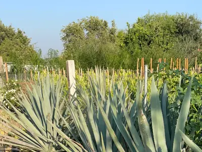 Ralph's Nursery, Google photo 1