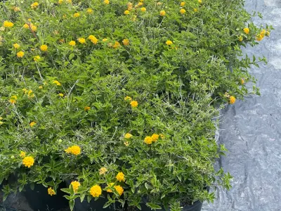 Ralph's Nursery, Google photo 2