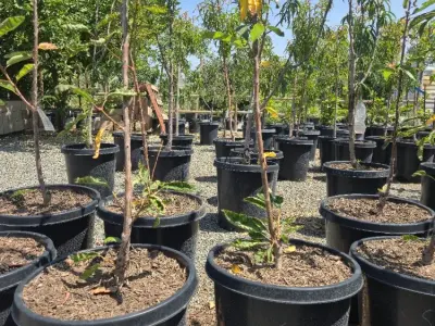 Ralph's Nursery, Google photo 3