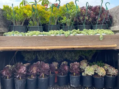 Ralph's Nursery, Google photo 4